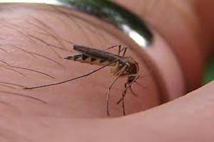 mosquitoes-can-stay-on-the-skin-type