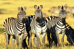 why-are-the-zebras-body