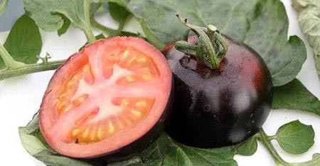 Growing-tomatoes-in-black-PHOTOS-irannaz-com-2