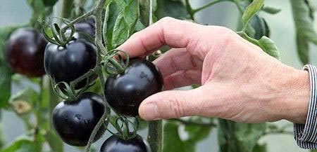 Growing-tomatoes-in-black-PHOTOS-irannaz-com